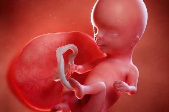 Výsledky studií, které vám představíme, pojednávají výhradně o důsledcích užívání konopí na vývoj dítěte v prenatálním věku 